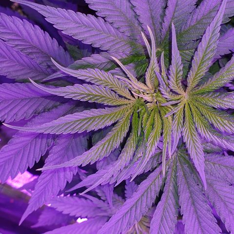 3RH #2 growlog timeline photo