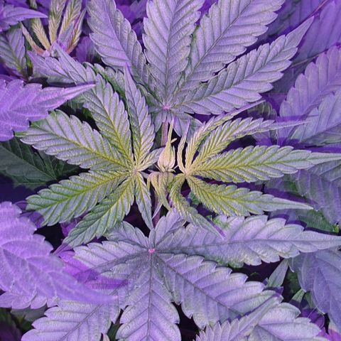 3RH #1 growlog timeline photo