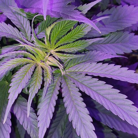 3RH #2 growlog timeline photo