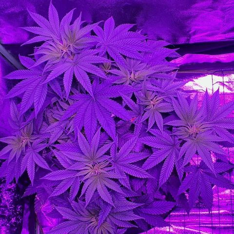 3RH #1 growlog timeline photo