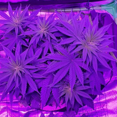 3RH #2 growlog timeline photo