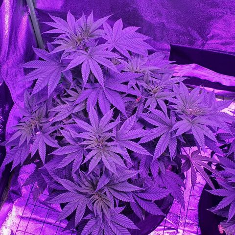 3RH #1 growlog timeline photo