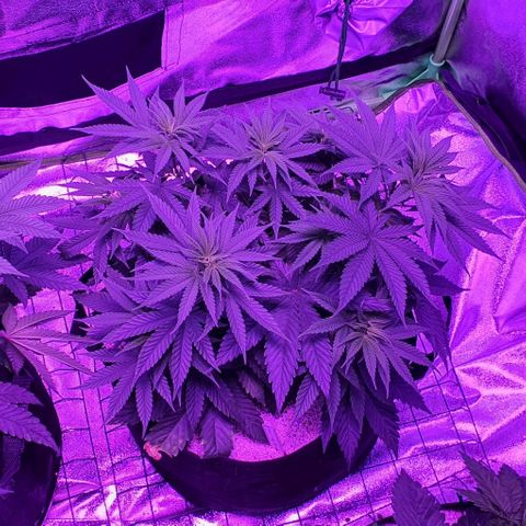 3RH #2 growlog timeline photo