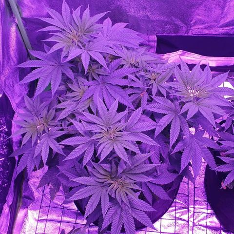 3RH #1 growlog timeline photo