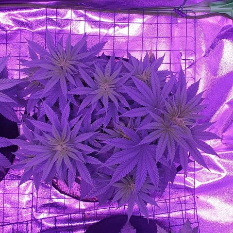 3RH #2 growlog timeline photo