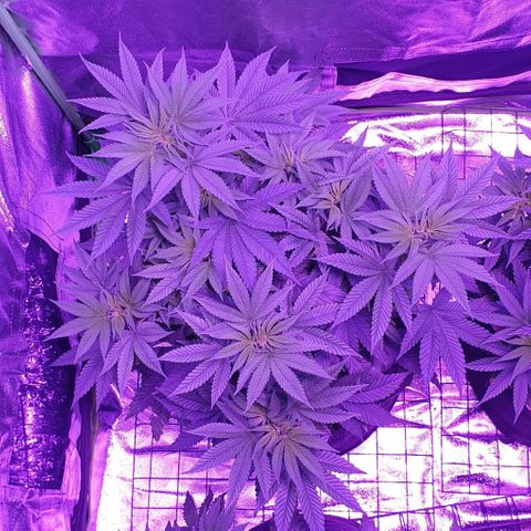 3RH #1 growlog timeline photo