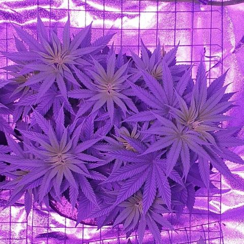 3RH #2 growlog timeline photo