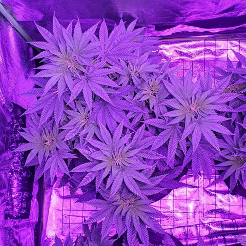 3RH #1 growlog timeline photo
