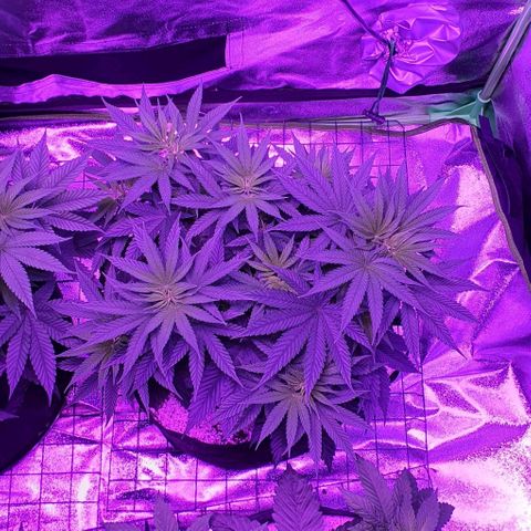 3RH #2 growlog timeline photo