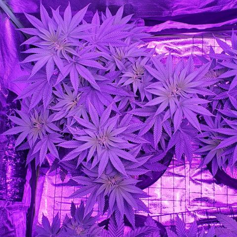 3RH #1 growlog timeline photo