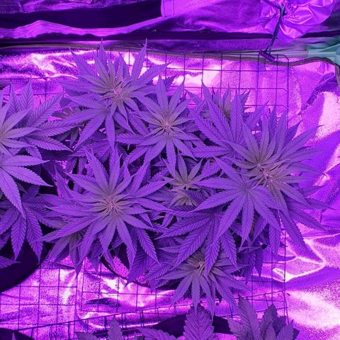 3RH #2 growlog timeline photo