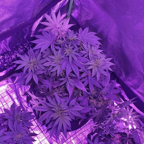 3RH #1 growlog timeline photo