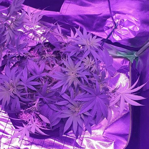 3RH #2 growlog timeline photo