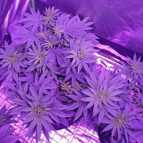 3RH #1 growlog timeline photo