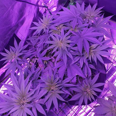 3RH #2 growlog timeline photo