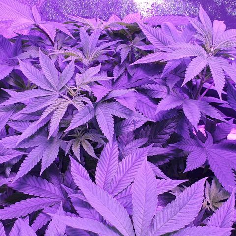 3RH #1 growlog timeline photo