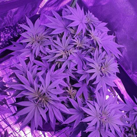 3RH #1 growlog timeline photo