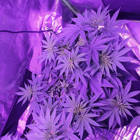 3RH #2 growlog timeline photo