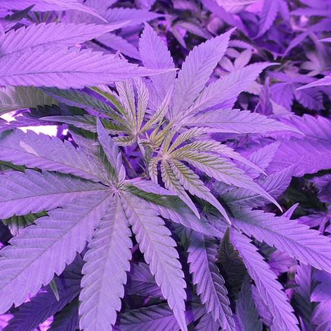 3RH #2 growlog timeline photo
