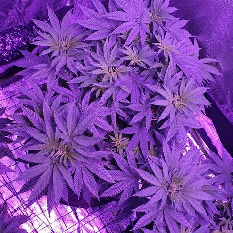 3RH #1 growlog timeline photo