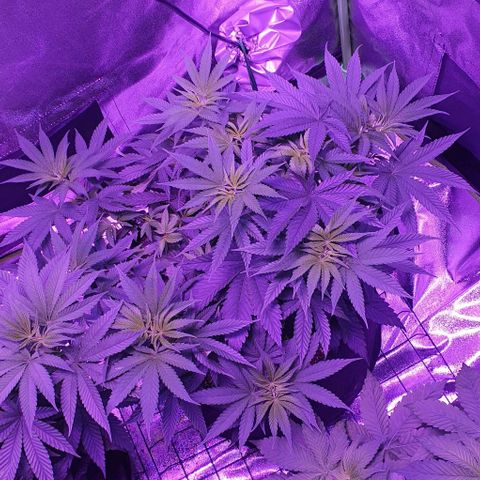 3RH #2 growlog timeline photo