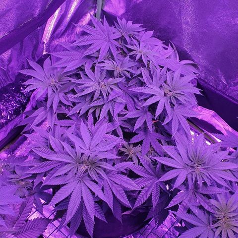 3RH #1 growlog timeline photo