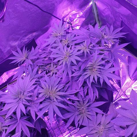 3RH #2 growlog timeline photo