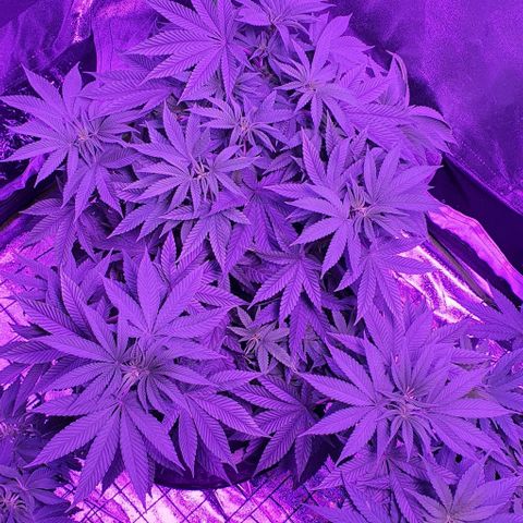 3RH #1 growlog timeline photo