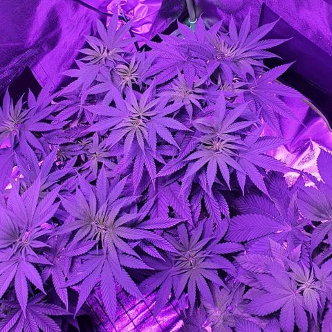 3RH #2 growlog timeline photo