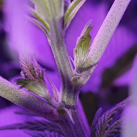 3RH #1 growlog timeline photo
