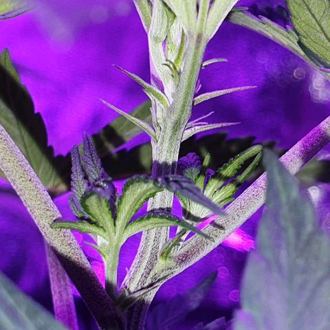 3RH #2 growlog timeline photo