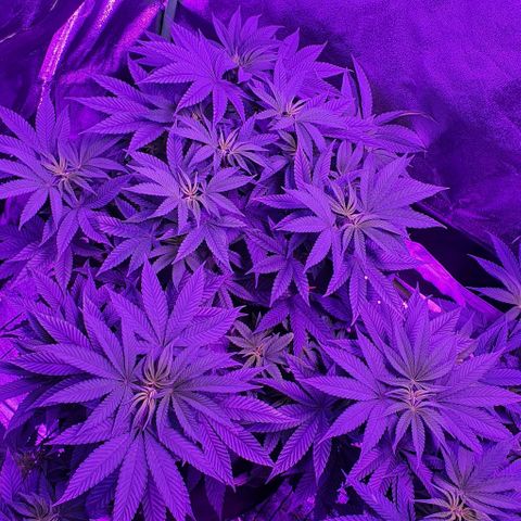 3RH #1 growlog timeline photo