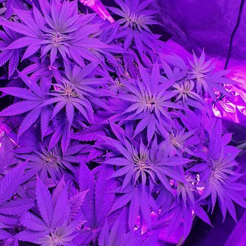 3RH #2 growlog timeline photo