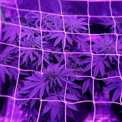 3RH #1 growlog timeline photo