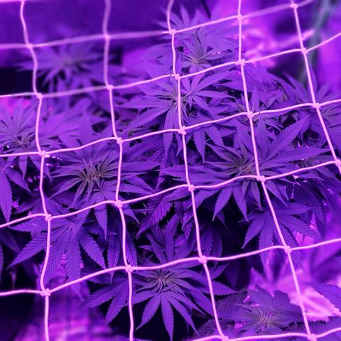 3RH #2 growlog timeline photo
