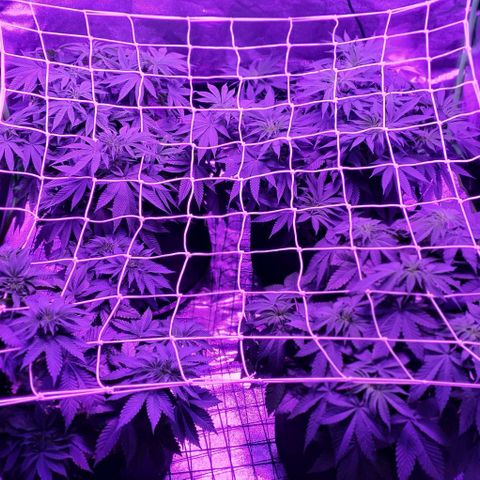 3RH #1 growlog timeline photo