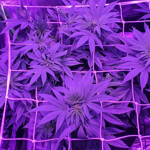 3RH #1 growlog timeline photo