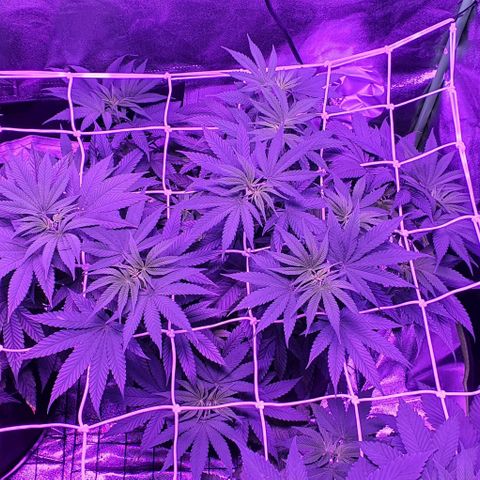 3RH #2 growlog timeline photo