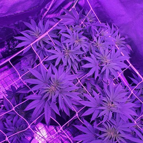 3RH #1 growlog timeline photo