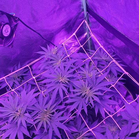 3RH #2 growlog timeline photo