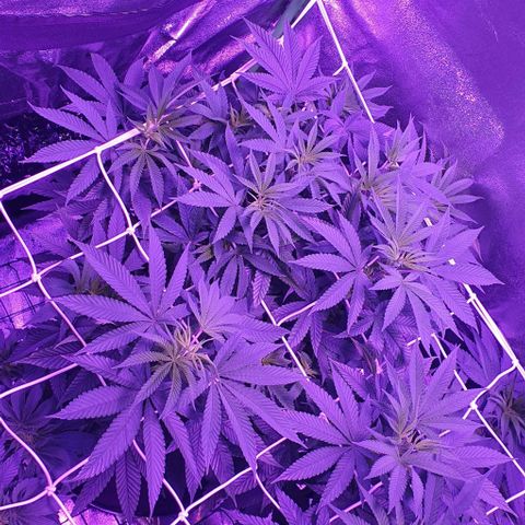 3RH #1 growlog timeline photo