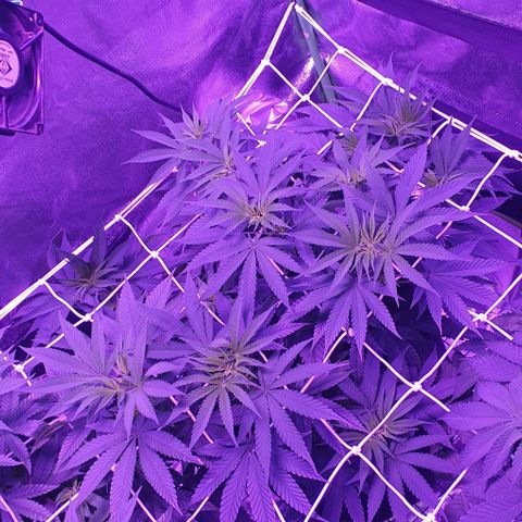 3RH #2 growlog timeline photo