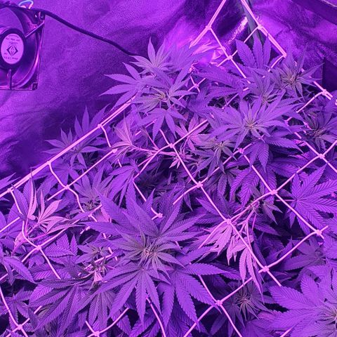 3RH #2 growlog timeline photo