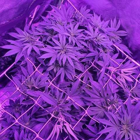 3RH #1 growlog timeline photo