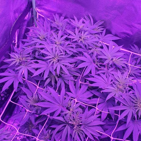 3RH #1 growlog timeline photo