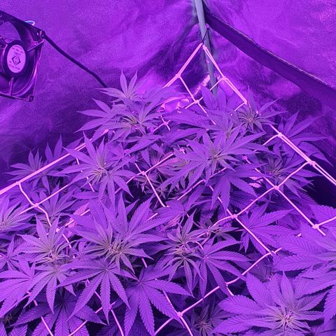 3RH #2 growlog timeline photo