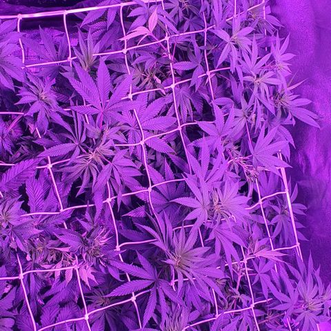 3RH #1 growlog timeline photo