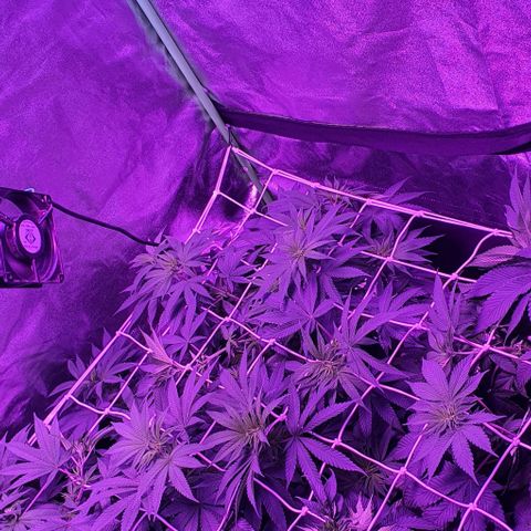 3RH #2 growlog timeline photo