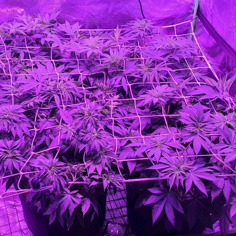 3RH #1 growlog timeline photo