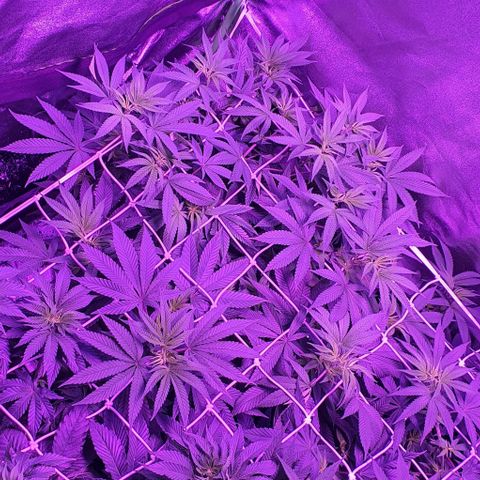 3RH #1 growlog timeline photo